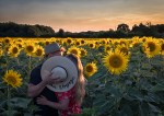 Summer, En Vacances, sunflowers, bon voyage, sunset, debbie lias, photography