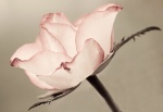 fine art, flower, Debbie Lias, photography, rose
