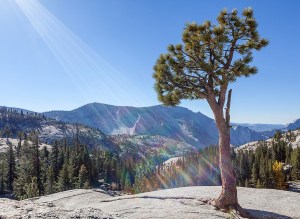Yosemite, blue skies, sunbeams, debbie lias photography