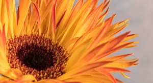 fine art, flower, Debbie Lias, photography,