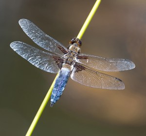 dragon fly, broad bodied chase, insect, macro, debbie lias, photography