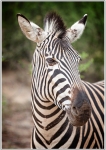champmans zebra, safari, nature, debbie lias, photography, Monwana Lodge