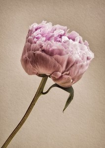 peony ,fine art, flower, Debbie Lias, photography,