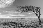 monochrome, black and white, tree, beachy head, debbie lias, photography