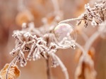 frozen, bubble, ice, frost, debbie lias, photography