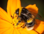 bee, pollen, flower, yellow, debbie lias, photography