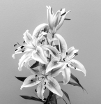 lilies, black and white, monochrome, flowers, debbie lias, photography