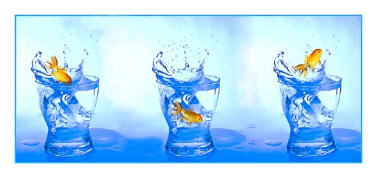 goldfish, water, debbie lias, photography