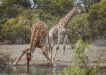 Giraffe, safari, nature, animals, Debbie Lias, Photography, Monwana Lodge