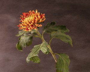 flower, chrysanthemum, textures, autumn, debbie lias, photography