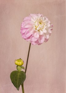 dahlia, flower, debbie lias, photography