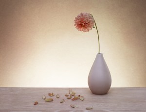 dahlias, debbie lias, photography